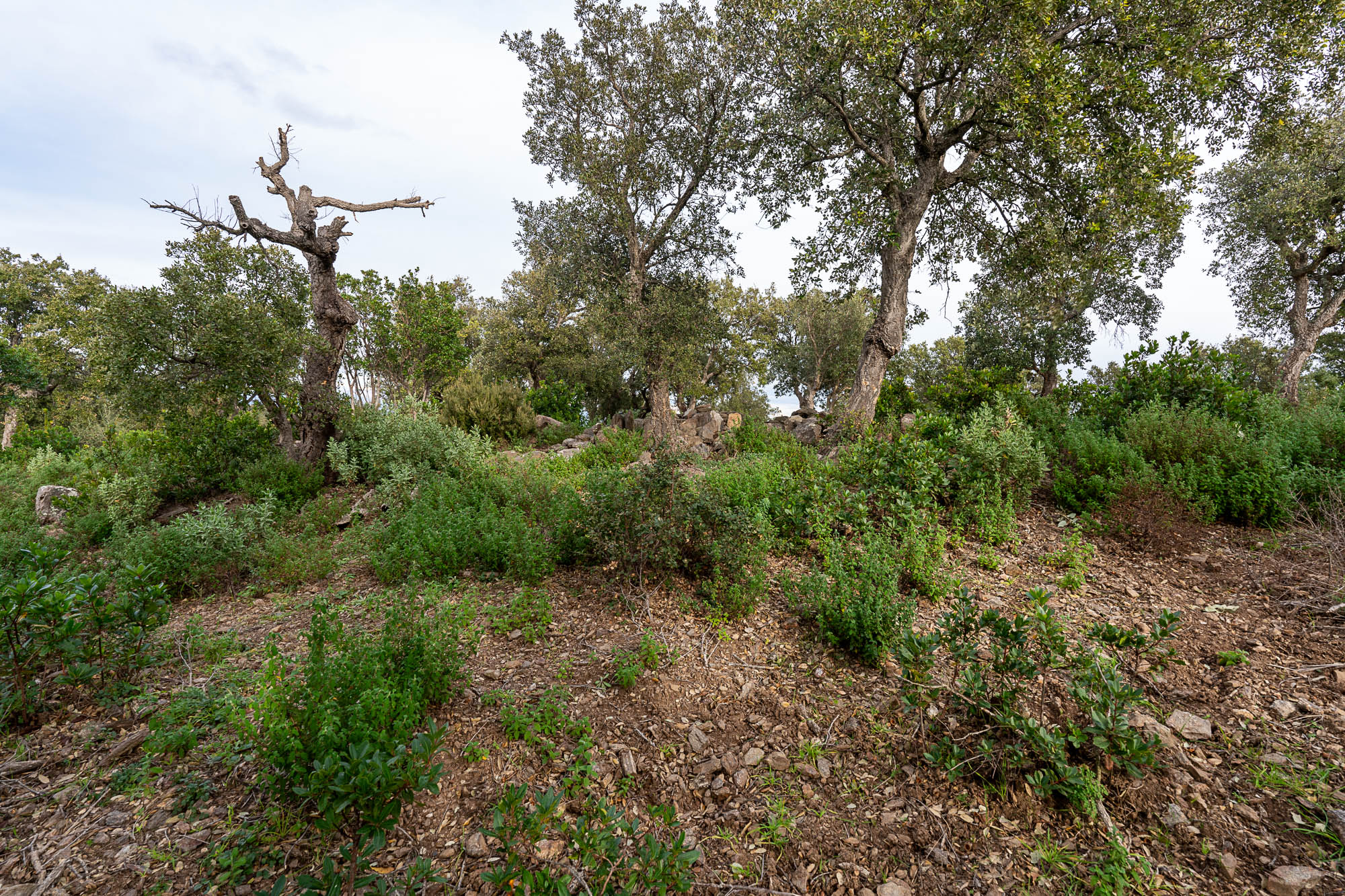 04 tumulus A7R2934 web